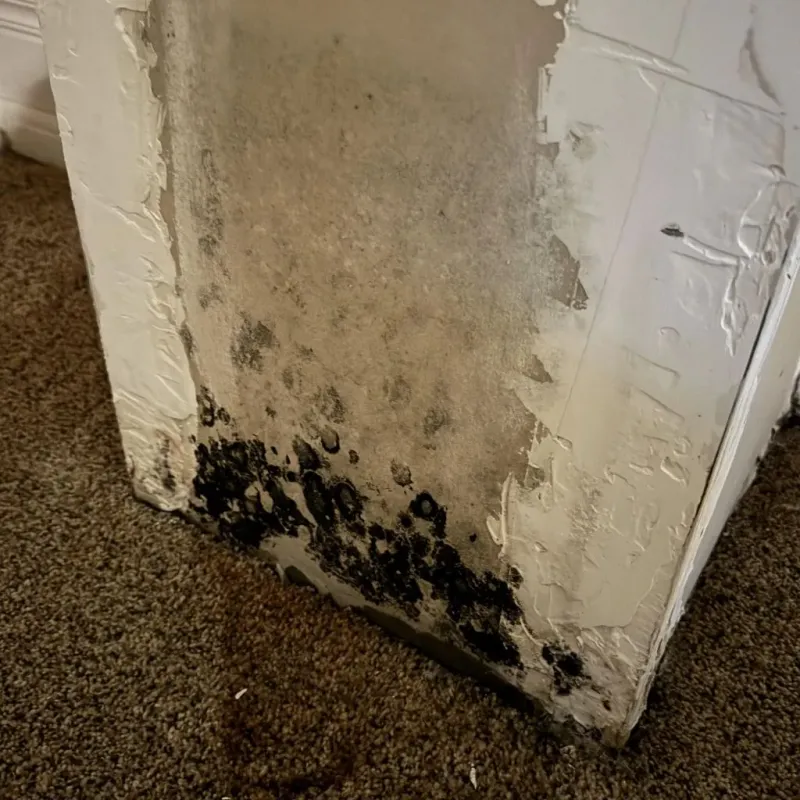 Professional Mold Removal in Kempner, TX